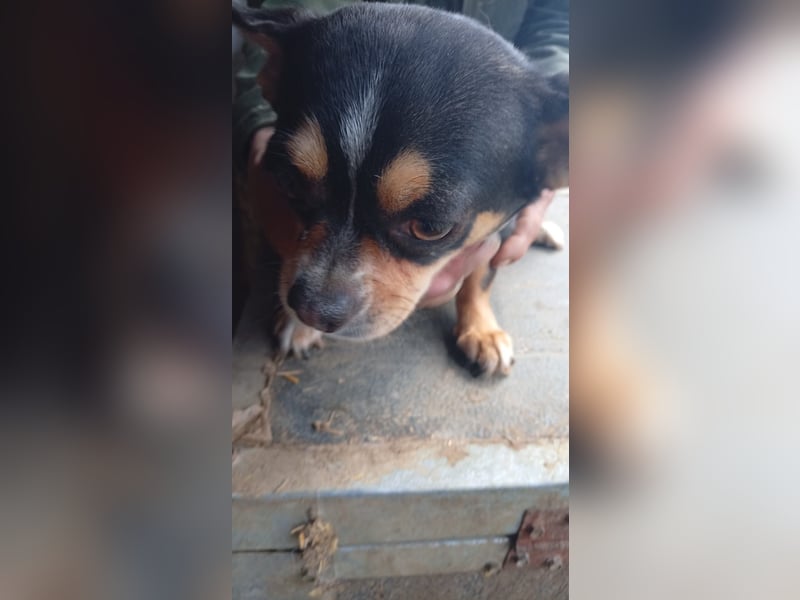 Negro, kleiner Chihuahua Rüde geb. 01/2023
