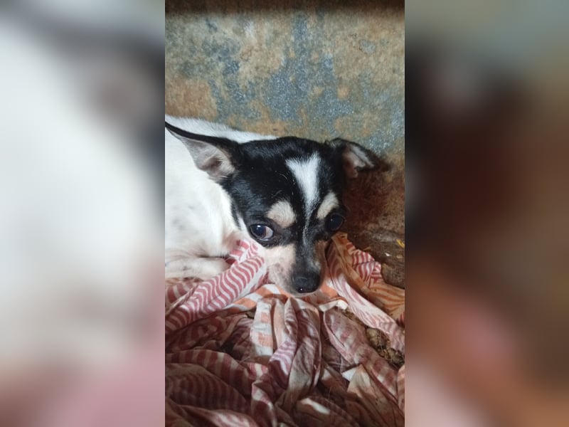 Pöttyöske, schüchterne Chihuahua Hündin geb. 12 /2024