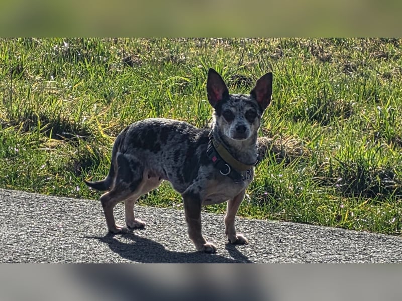 Merle. katzenfreundliche Chihuahua Dame geb. 12/2018