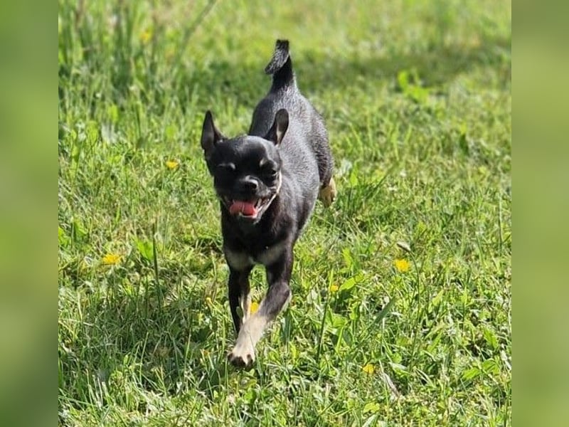 Bojt, süßer. kleiner Chihuahua Junghund geb. 12 /2025