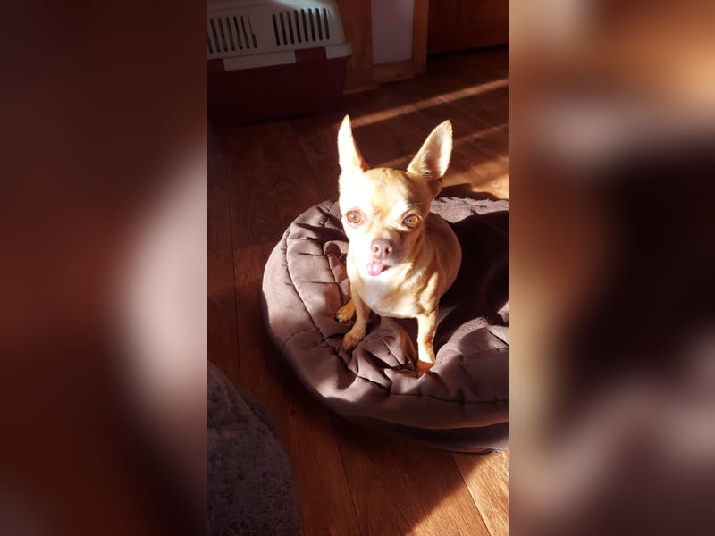 Parfis, schüchternes Chihuahua Mädchen geb. 2018