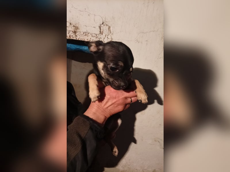Bojt, kleiner Chihuahua Welpe geb. 12/2025