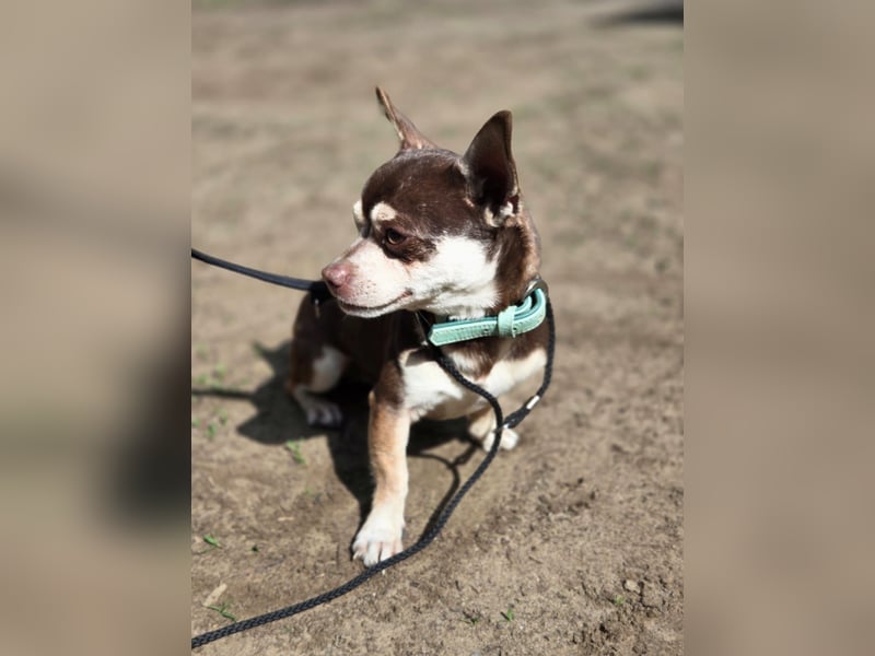 Lulu, freundlich, offener Chihuahua Rüde geb. 02/2025