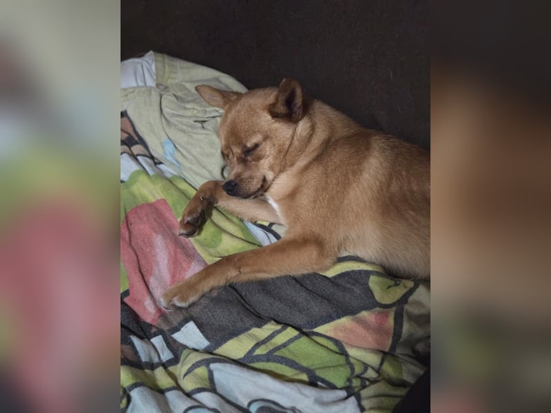 Paula, liebes, schlaues Chihuahua Mädchen geb. 2025