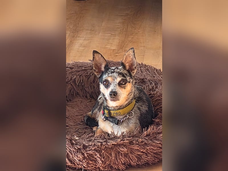 Merle. katzenfreundliche Chihuahua Dame geb. 12/2018