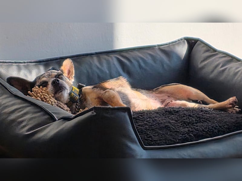 Merle. katzenfreundliche Chihuahua Dame geb. 12/2018