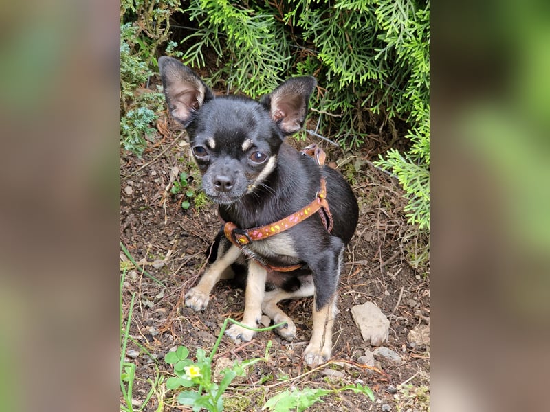 Bojt, süßer. kleiner Chihuahua Junghund geb. 12 /2025