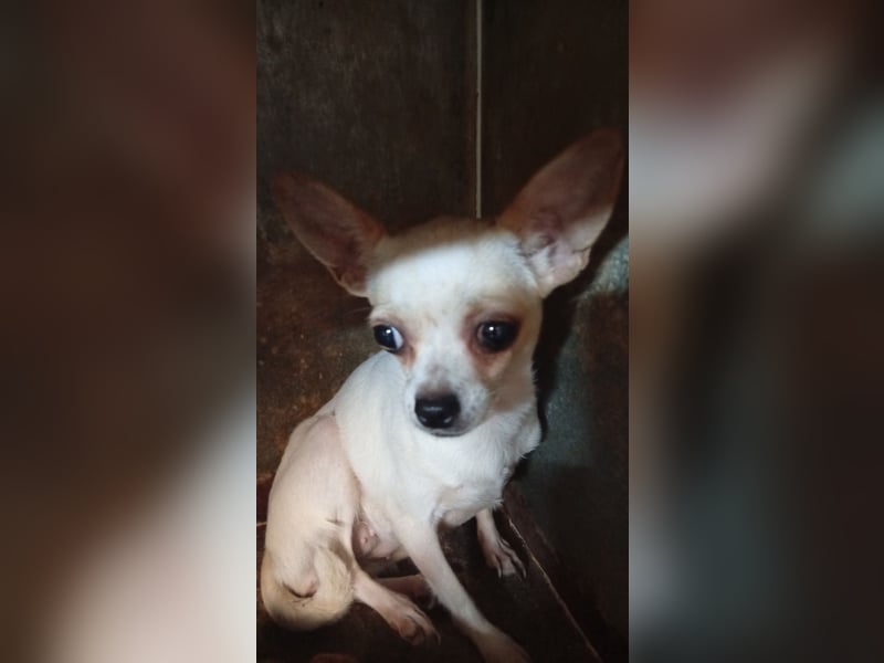 Matrica, schüchterne Chihuahua Hündin geb. 11/2024