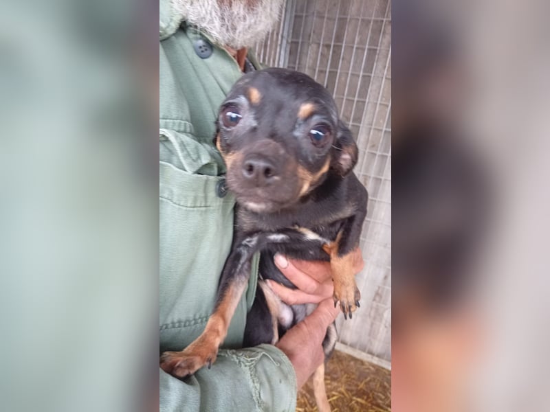 Lotti, junge Chihuahua Hündin geb. 2025