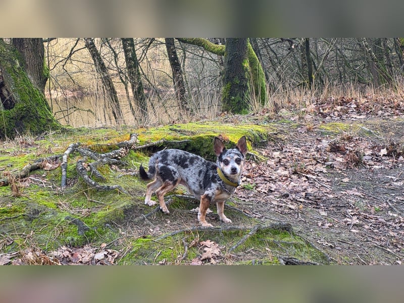 Merle. katzenfreundliche Chihuahua Dame geb. 12/2018
