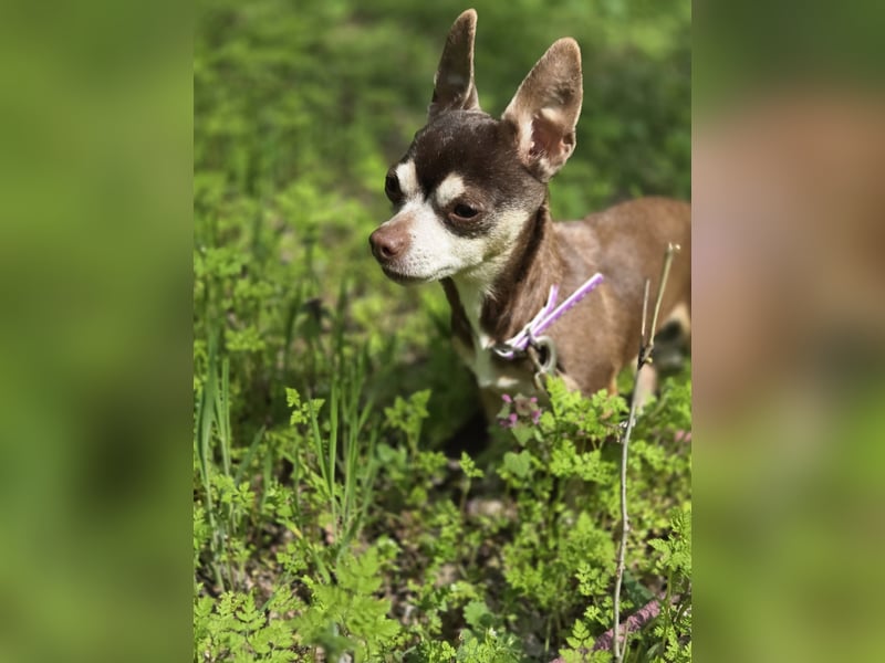 Nina, hübsche, kleine Chihuahua Hündin geb. 01/2023
