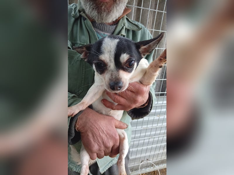 Kerel, kleines Chihuahua Mädchen geb.2021