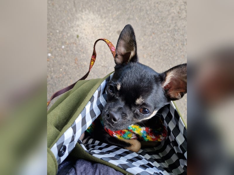 Bojt, süßer. kleiner Chihuahua Junghund geb. 12 /2025