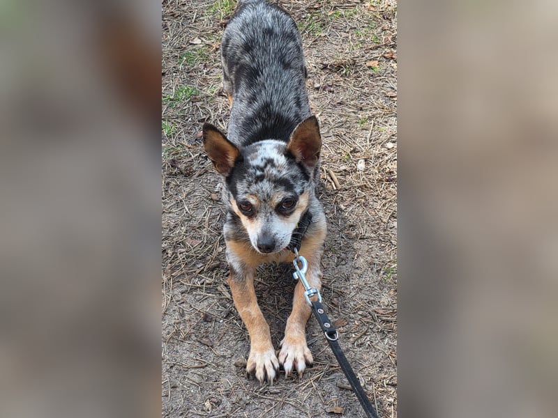 Merle. katzenfreundliche Chihuahua Dame geb. 12/2018