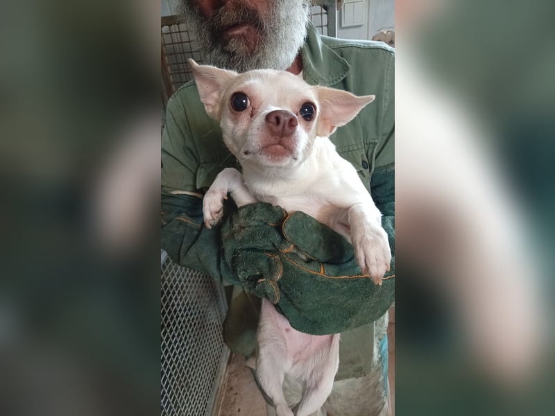 Matrica, schüchterne Chihuahua Hündin geb. 11/2024