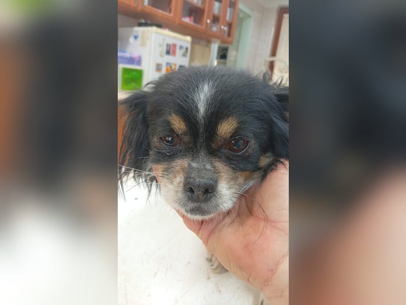 Zsani, kleines Chihuahua Mädchen geb. 02/2023