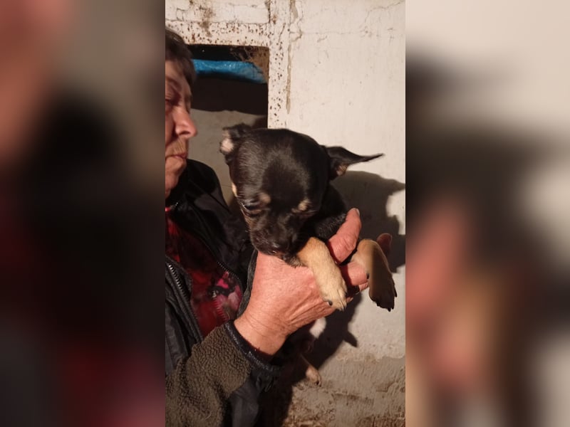 Bojt, kleiner Chihuahua Welpe geb. 12/2025