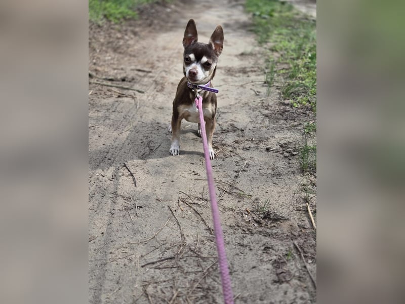 Nina, hübsche, kleine Chihuahua Hündin geb. 01/2023