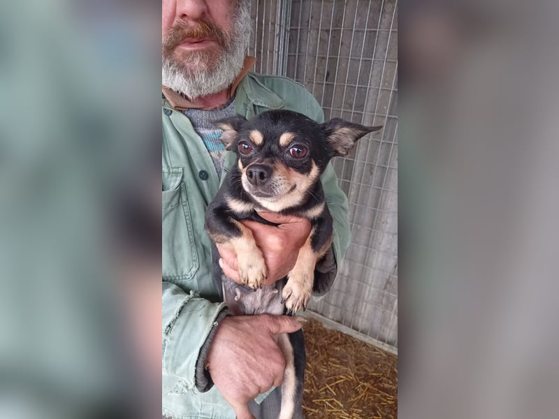 Cookie, süße, kleine Chihuahua Hündin geb. 2021