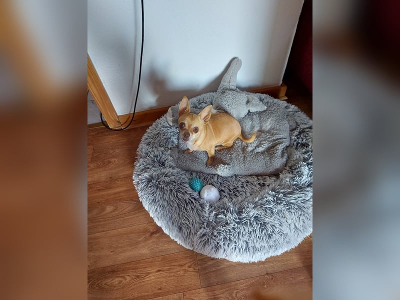 Parfis, schüchternes Chihuahua Mädchen geb. 2018