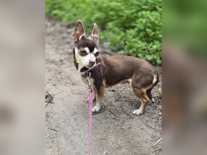 Nina, hübsche, kleine Chihuahua Hündin geb. 01/2023