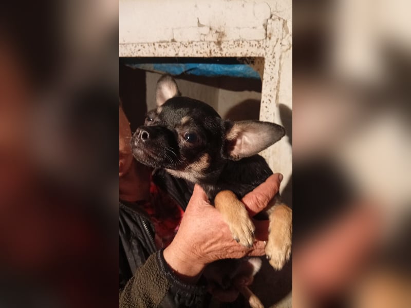 Bojt, kleiner Chihuahua Welpe geb. 12/2025