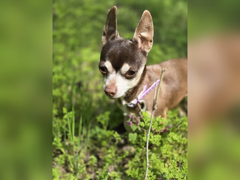 Nina, hübsche, kleine Chihuahua Hündin geb. 01/2023