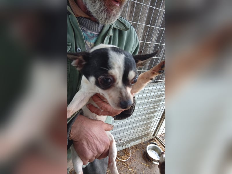 Kerel, kleines Chihuahua Mädchen geb.2021