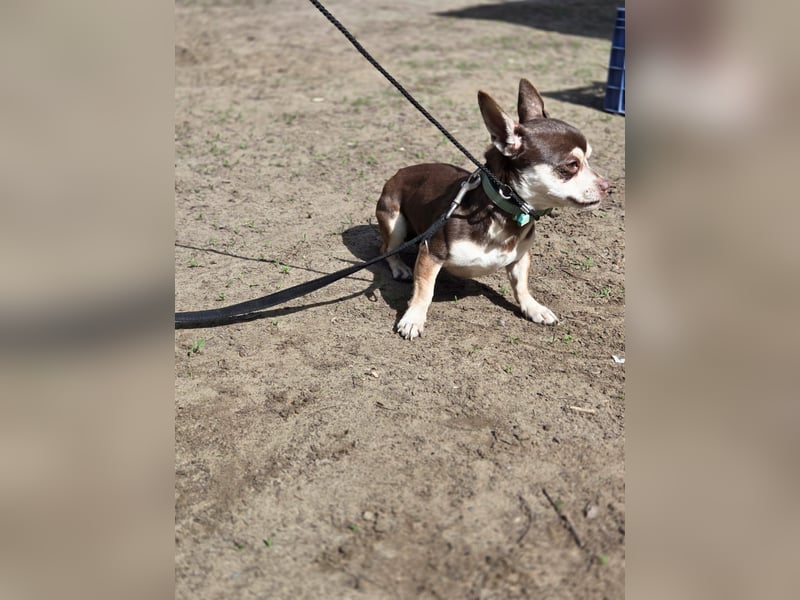 Lulu, freundlich, offener Chihuahua Rüde geb. 02/2025