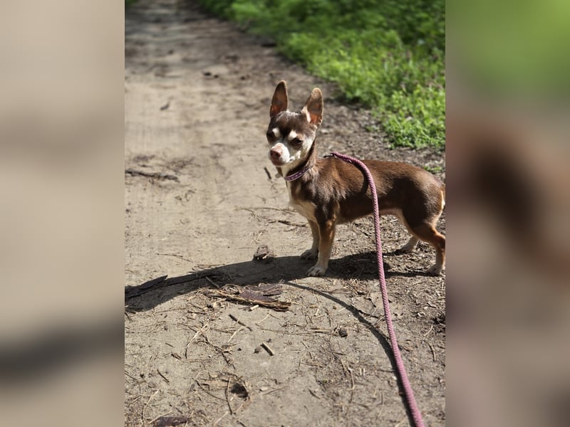 Nina, hübsche, kleine Chihuahua Hündin geb. 01/2023