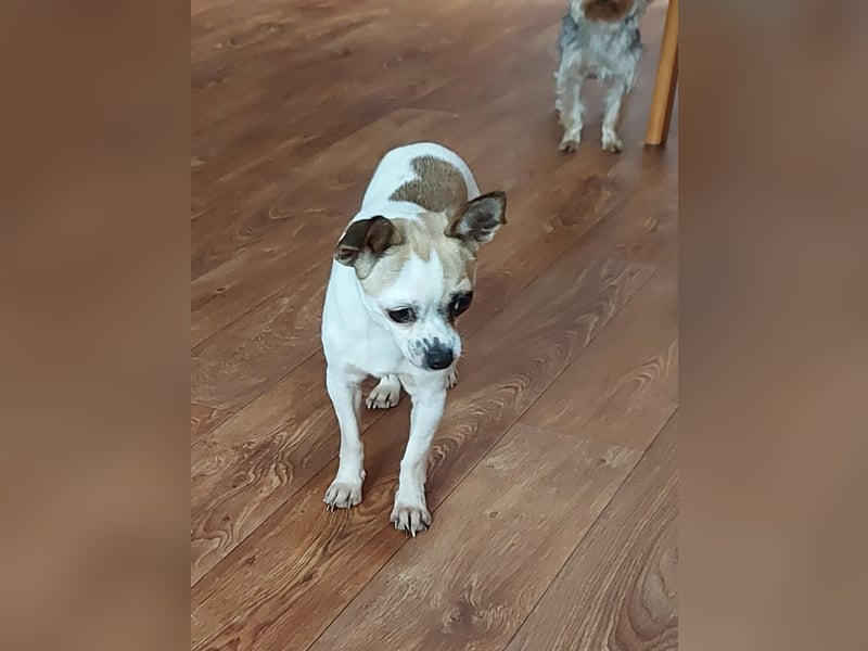 Luna, zuckersüßes Chihuahua Mädchen geb. 2023