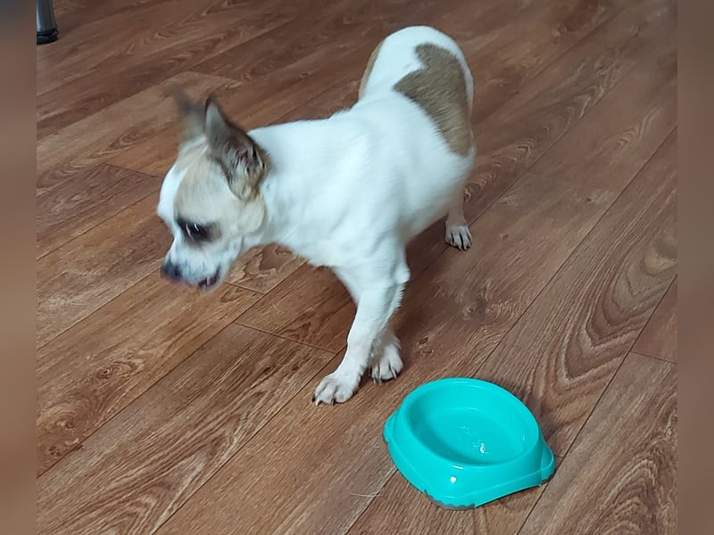 Luna, zuckersüßes Chihuahua Mädchen geb. 2023