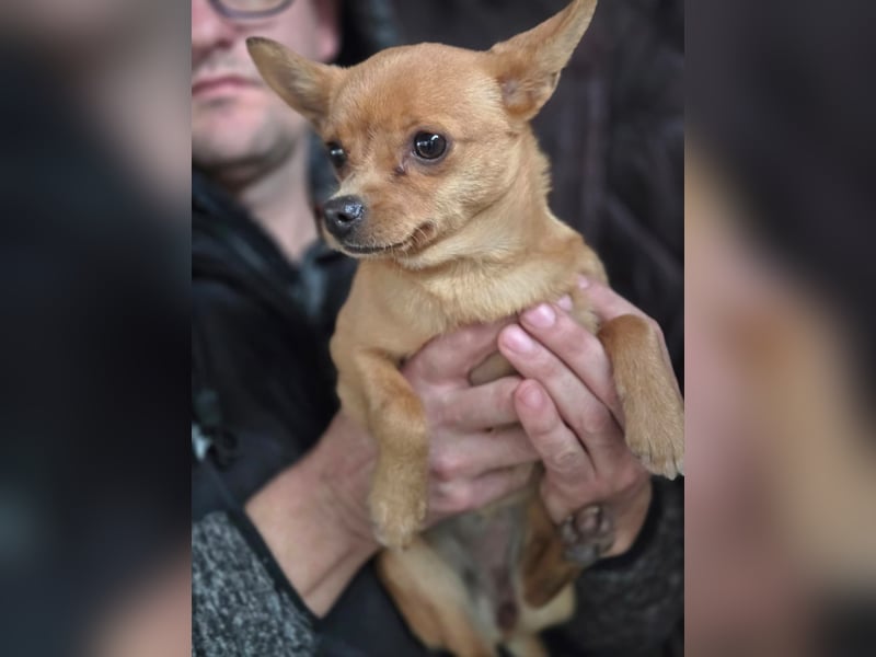 Paula, liebes, schlaues Chihuahua Mädchen geb. 2025