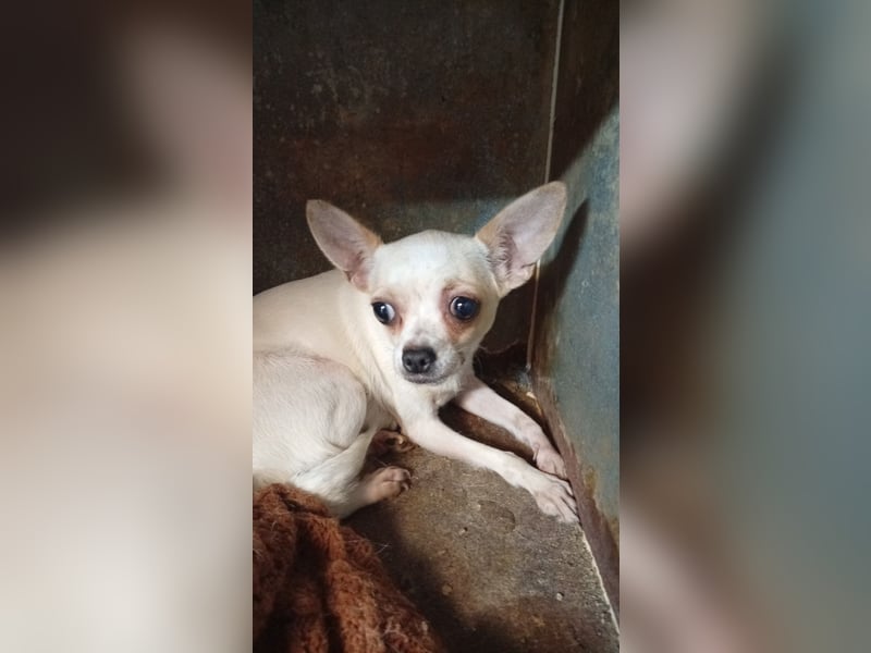 Matrica, schüchterne Chihuahua Hündin geb. 11/2024