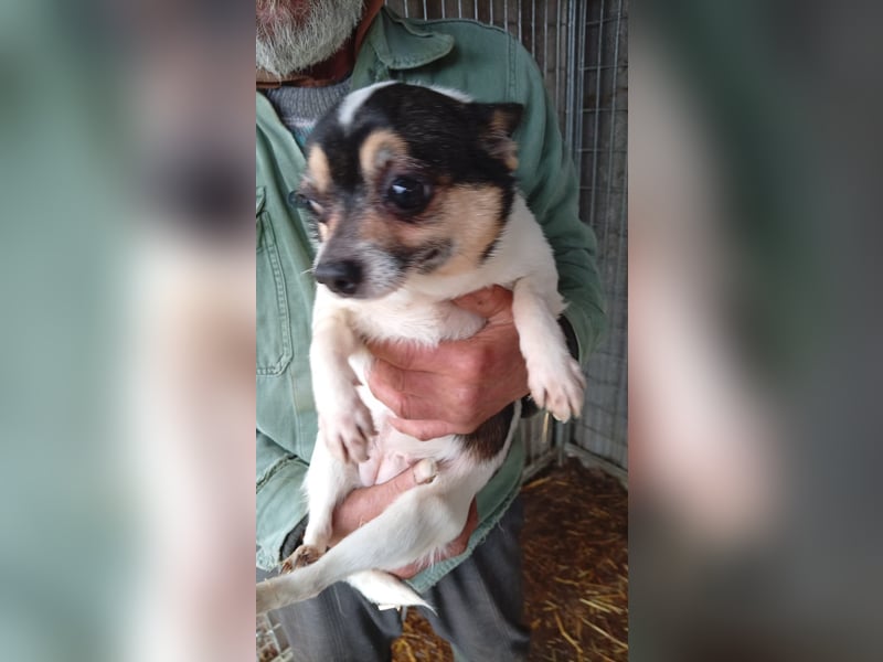 Ariel, kleine Chihuahua Dame geb. 2021