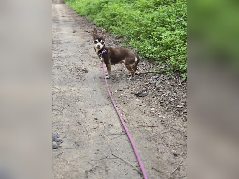 Nina, hübsche, kleine Chihuahua Hündin geb. 01/2023