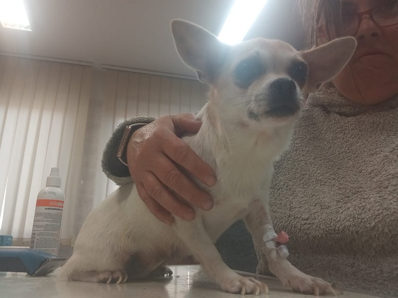 Füge, süße, kleine Chihuahua Hündin geb. 03/2023