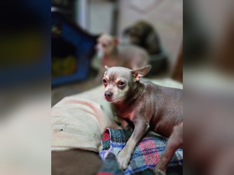 Sandy, süße, kleine Chihuahua Hündin geb. 2022