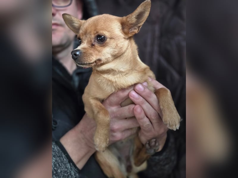 Paula, liebes, schlaues Chihuahua Mädchen geb. 2025
