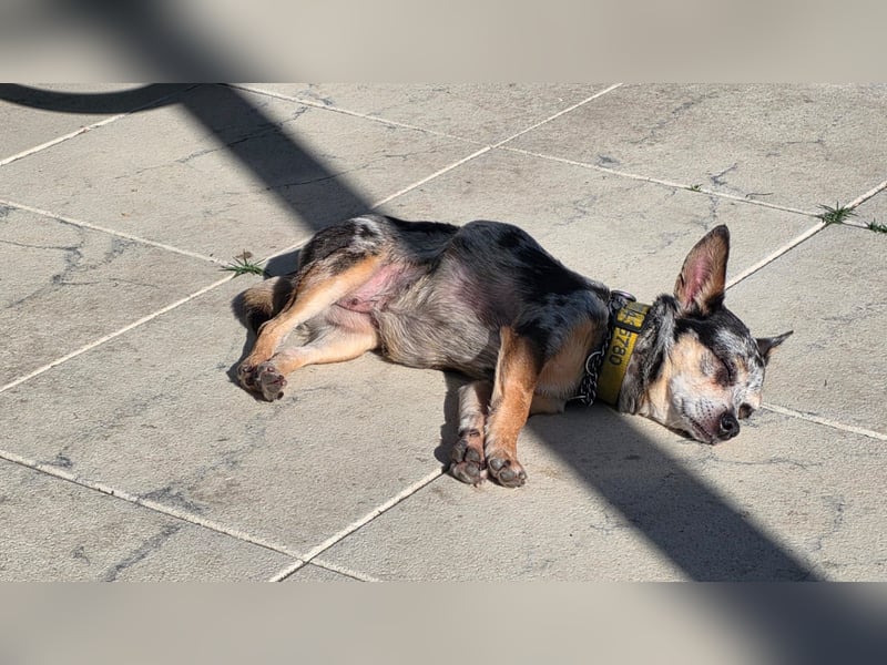 Merle. katzenfreundliche Chihuahua Dame geb. 12/2018