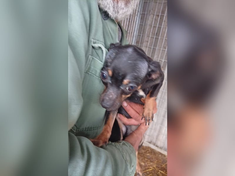 Lotti, junge Chihuahua Hündin geb. 2025