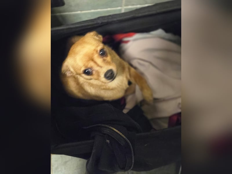 Paula, liebes, schlaues Chihuahua Mädchen geb. 2025