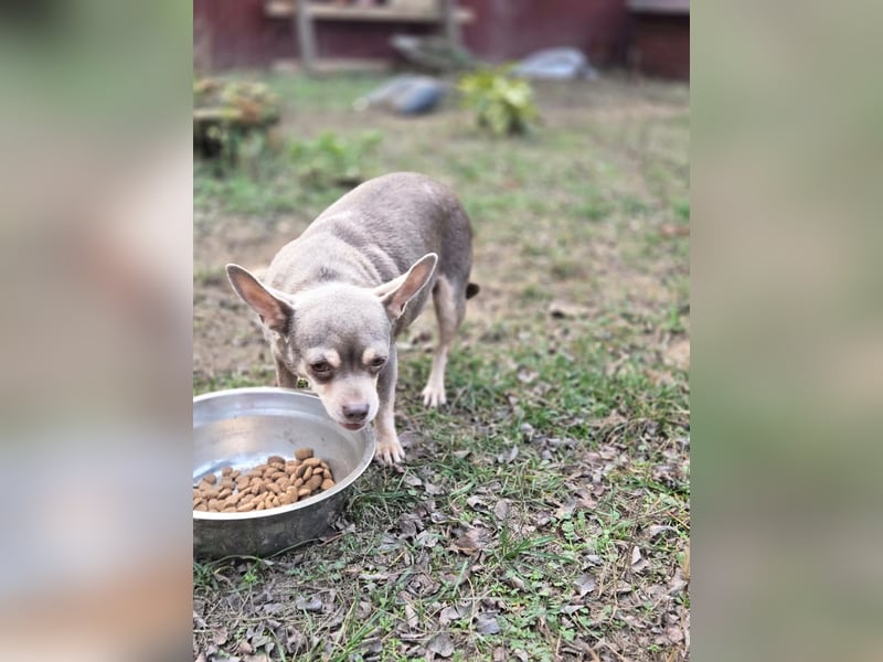 Sandy, süße, kleine Chihuahua Hündin geb. 2022