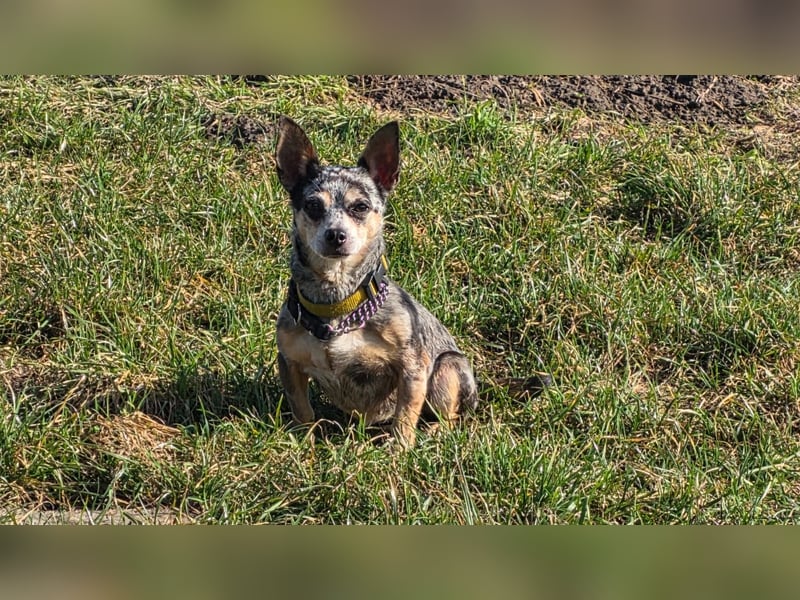 Merle. katzenfreundliche Chihuahua Dame geb. 12/2018