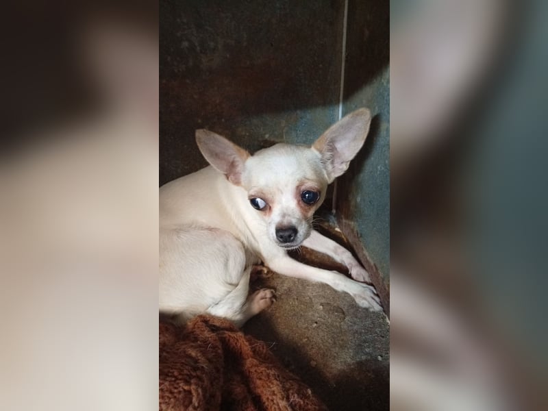 Matrica, schüchterne Chihuahua Hündin geb. 11/2024