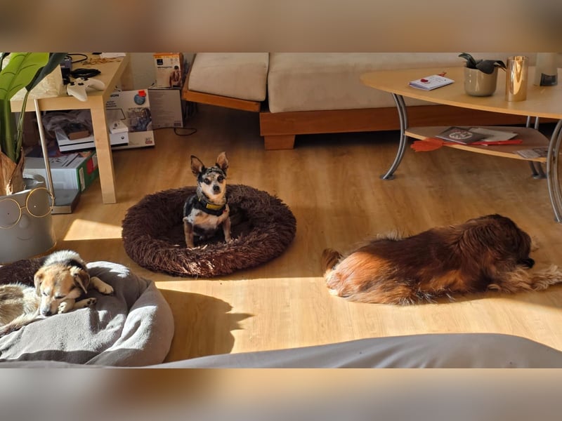 Merle. katzenfreundliche Chihuahua Dame geb. 12/2018