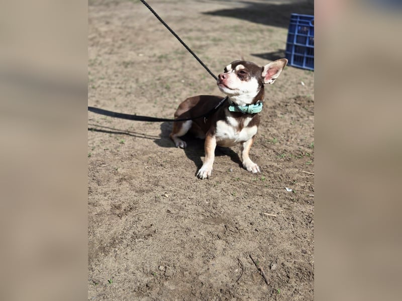 Lulu, freundlich, offener Chihuahua Rüde geb. 02/2025