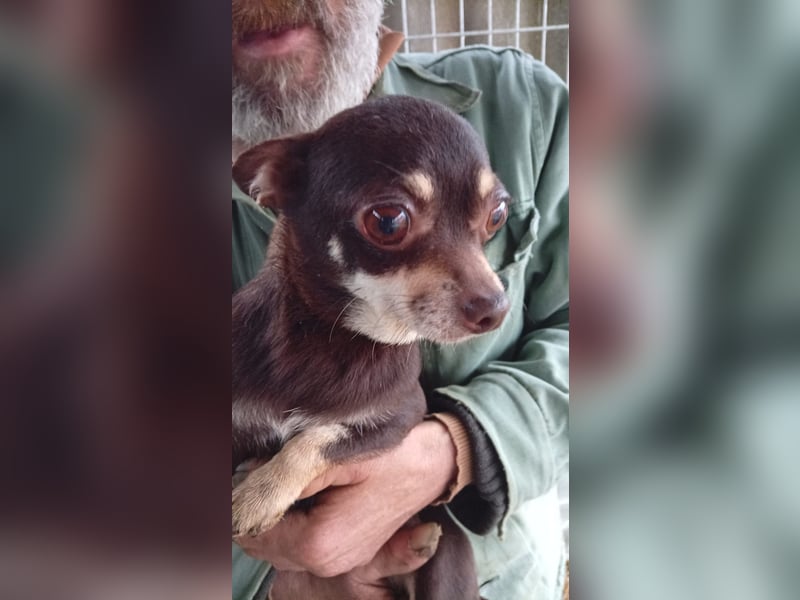 Lejla, süße, kleine Chihuahua Dame geb. 2021