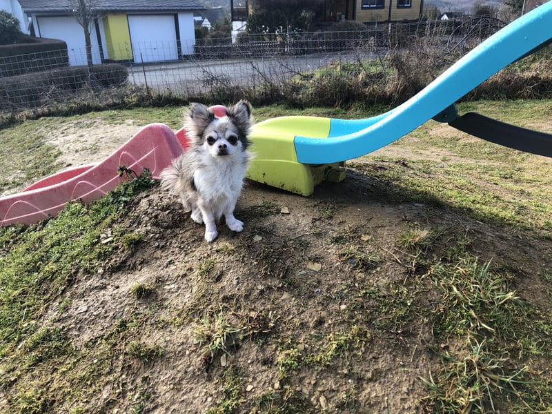 Liebenswerter Chihuahua Rüde Leo