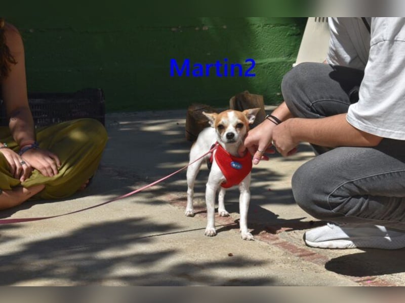 Martin2 geb. 07/2025 (ESP) - sanfter, menschenbezogener Chihuahua!